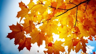 Погода на неделю: сухо и прохладно