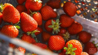 В Ташкентской области на высокогорье выращивают органическую клубнику и малину