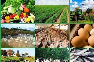 Наманганда қанча миқдорда қишлоқ, ўрмон ва балиқчилик маҳсулотлари етиштирилганлиги маълум бўлди