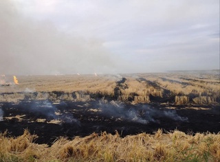 Сирдарёда шолипояни ёқиб юборганларга чора кўрилди