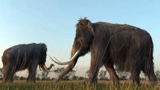 British scientists intend to "revive" the mammoth by 2028