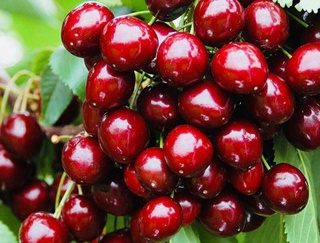 Ўзбекистон 14 та давлатга гилос экспорт қилган