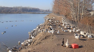 Yangiyo‘l tumanida o‘rdakchilik rivojlantirilmoqda