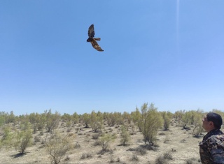 Қафасда бургут сақлаб келаётган ҳуқуқбузарга жарима белгиланди