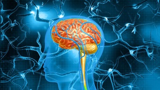 Sun'iy intellekt miyaning MRT tasvirlari asosida inson fikrlarini o'qishni o'rgandi