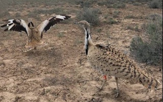 В Каракалпакстане в дикую природу выпустили более 400 краснокнижных птиц