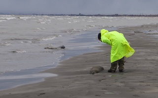 Каспий денгизида тюленларнинг оммавий нобуд бўлишининг сабаби маълум қилинди