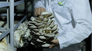 В НИИ овощебахчевых культур и картофеля запущено выращивание грибов шампиньонов и вешенок