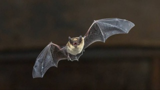 В генах летучих мышей выявили «ключ» к победе над раком и COVID