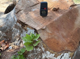 В Ташкенте срубили две чинары: ущерб составил более 200 млн сумов