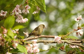 Мереке күндері Өзбекстанда жауын-шашынсыз ауа райы сақталды