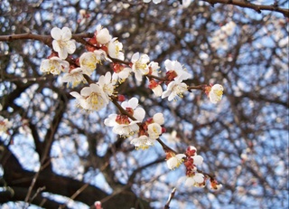 Байрамолди кунлари ҳаво 30 даражагача илиқ бўлади