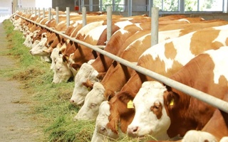 В Пскентском районе развивается животноводство