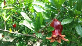 Анорлар иссиқхонада пишади