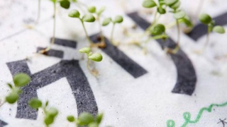 В Японии создали «зеленую газету» с семенами цветов