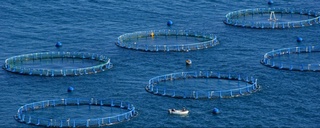 Baliqchilik: kooperatsiya — samaradorlik va istiqbol rivojini belgilaydi