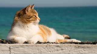 На Кипре зафиксировали вспышку кошачьего коронавируса