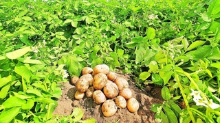 Минсельхоз Узбекистана и CIP приступают к реализации пятилетней программы по продовольственной безопасности