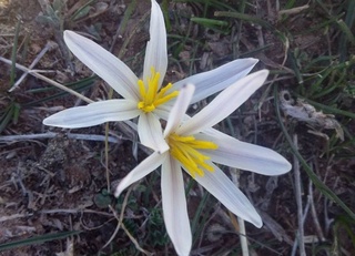 Сурхондарёда бойчечак очилди