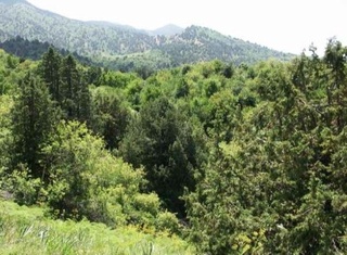 O'zbekistonda o'rmonlarni barqaror boshqarish loyihasi davom etadi