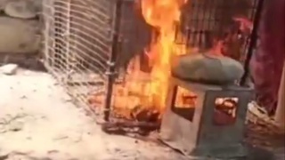 Тирик мушукни ёққанлар энди қамалди