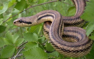 Ученые предложили использовать змей для дозиметрического контроля