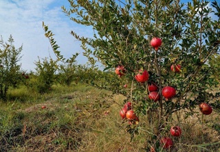 Шу кунгача 18 минг гектардан ортиқ майдонда янги боғ барпо этилди