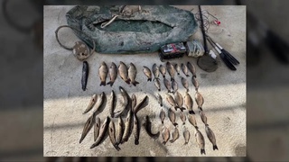 Сирдарёда табиатга 500 миллион сўмдан ортиқ зарар етказилди