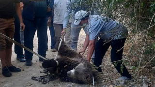 Ўзбекистонда аҳоли пунктларига кириб қолган ёввойи ҳайвонларни қутқариш ва жонсизлантириш тартиби ишлаб чиқилди