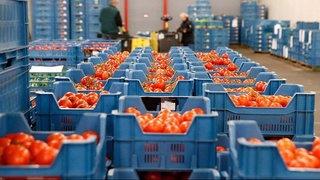 Кто закупает плодоовощную продукцию у Узбекистана: данные за январь