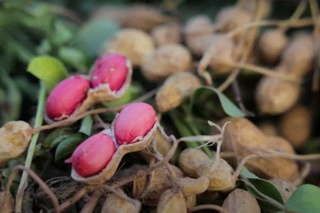 Uzbek scientists have developed a new variety of peanuts "Leader"