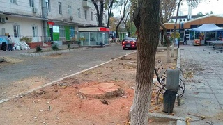 Chinor daraxtining noqonuniy kesilishi 42,9 million soʻm zarar keltirdi