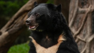 In Primorye, a bear attacked a man