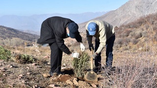 Эко-акция: в ущелье Аксай были высажены 500 саженцев туи, выделяющие круглый год кислород