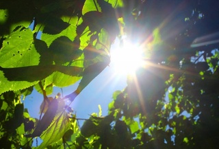 Weather forecast for August 13th