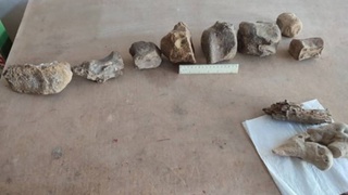 Orolboʻyidan dinozavr izi topilgani rostmi?