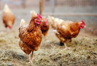 В США зафиксировали первую смерть человека от птичьего гриппа