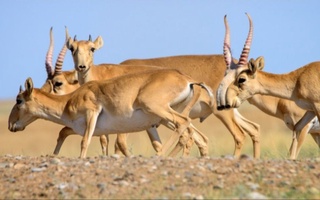 Қозоғистонда 30 йил давомида сайғоқлар сони 100 бараварга кўпайган