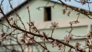 В Кашкадарье к Новому году зацвел миндаль