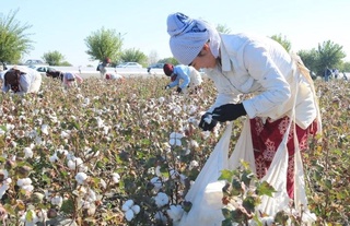 Пахта теримига мажбурланса, юридик клиника ёрдам кўрсатади