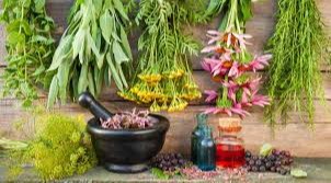 Dorivor o'simliklarni qayta ishlaydigan korxonalar 2025-yil 1-yanvargacha bojxona bojidan ozod etiladi