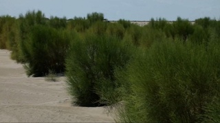 Оролнинг “яшил” қалқони