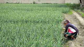 Томорқа хўжалиги бўйича қонун имзоланди