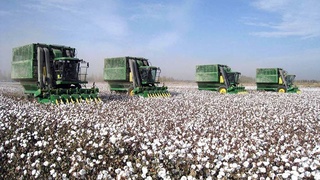 Хлопководство в Узбекистане: научные исследования и производственный опыт