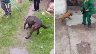 Angrenda 8 yoshli bola daydi itlar hujumi oqibatida halok boʻldi