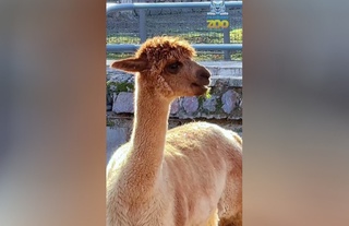 В Ташкентский зоопарк прибыли новые животные