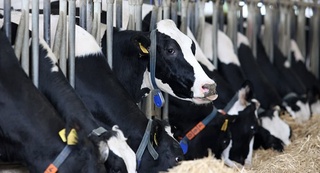 Ҳар сигирдан йилига 6000 – 7000 килограммгача сут олаяпмиз