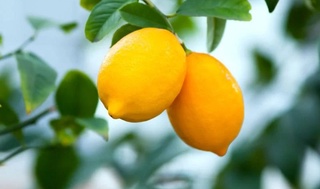 Лимоншылық тараўы қоллап-қуўатланады