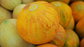 Бухорода “Қовун сайли” бошланди