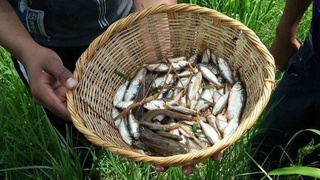 Австралияда балиқ ёмғири ёғди